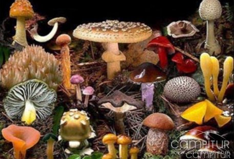 Programación de las XIV Jornadas Micológicas de Constantina 2010 